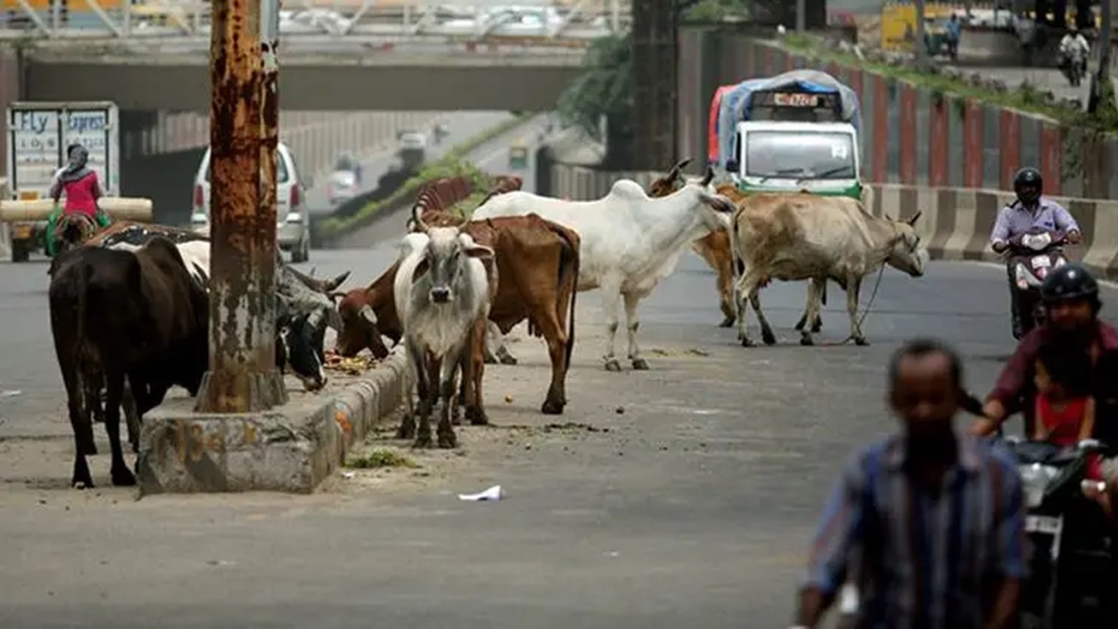 Rights activist using radium straps on stray cattle to avoid accidents