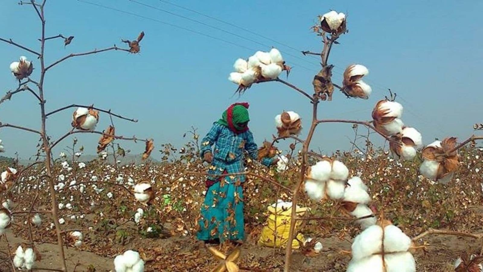 Duty-free access to US cotton, agri items' quota likely on talks table