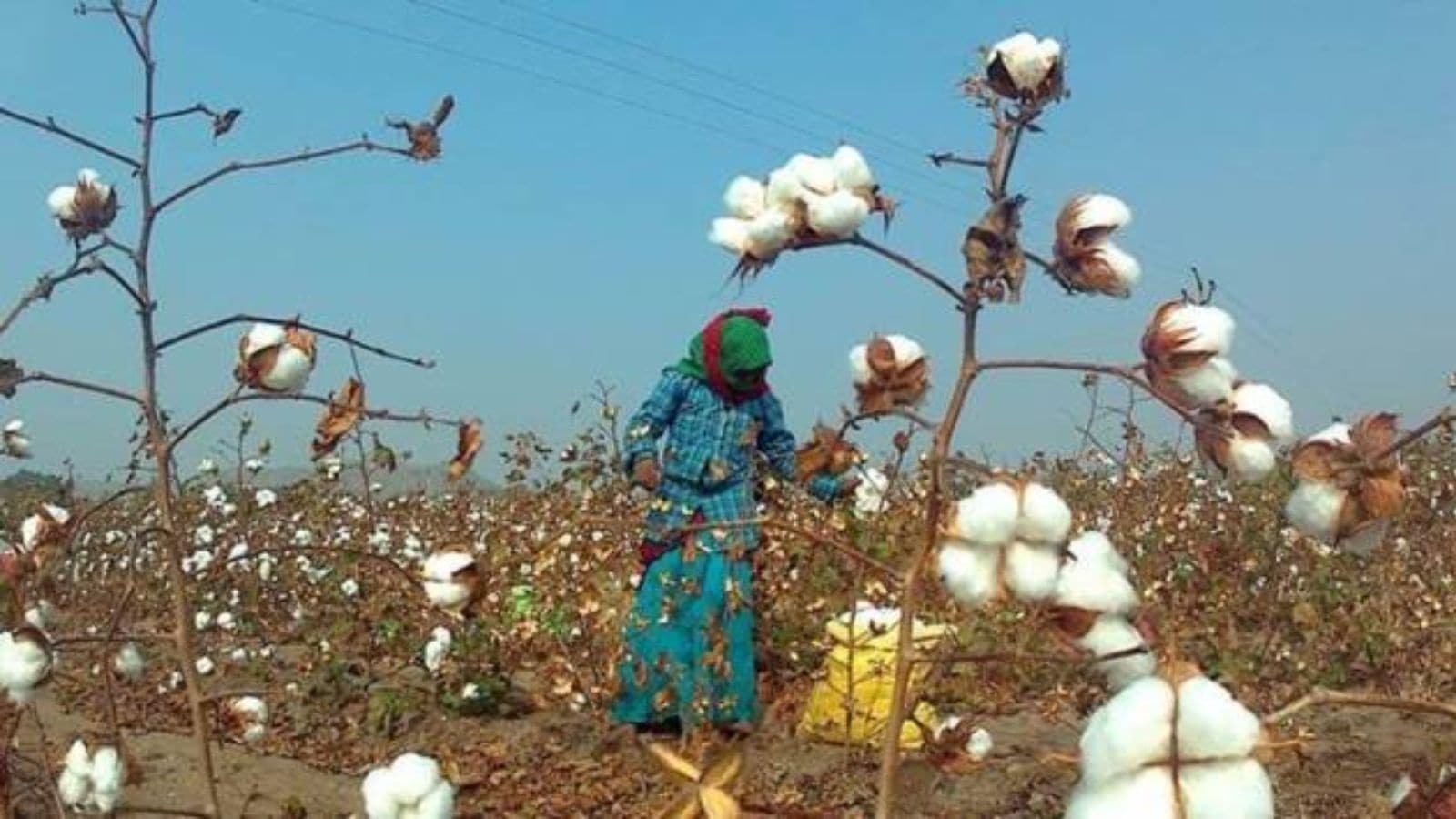 Govt scraps duty on cotton imports till Sept 30 amid US tariffs pressure