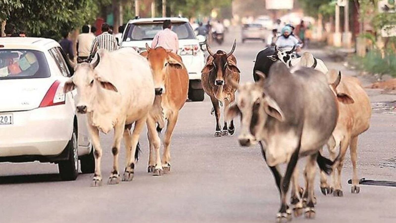 Lumpy virus cases among cattle rise in Gujarat: 307 cases across 8 districts in July, 8 dead