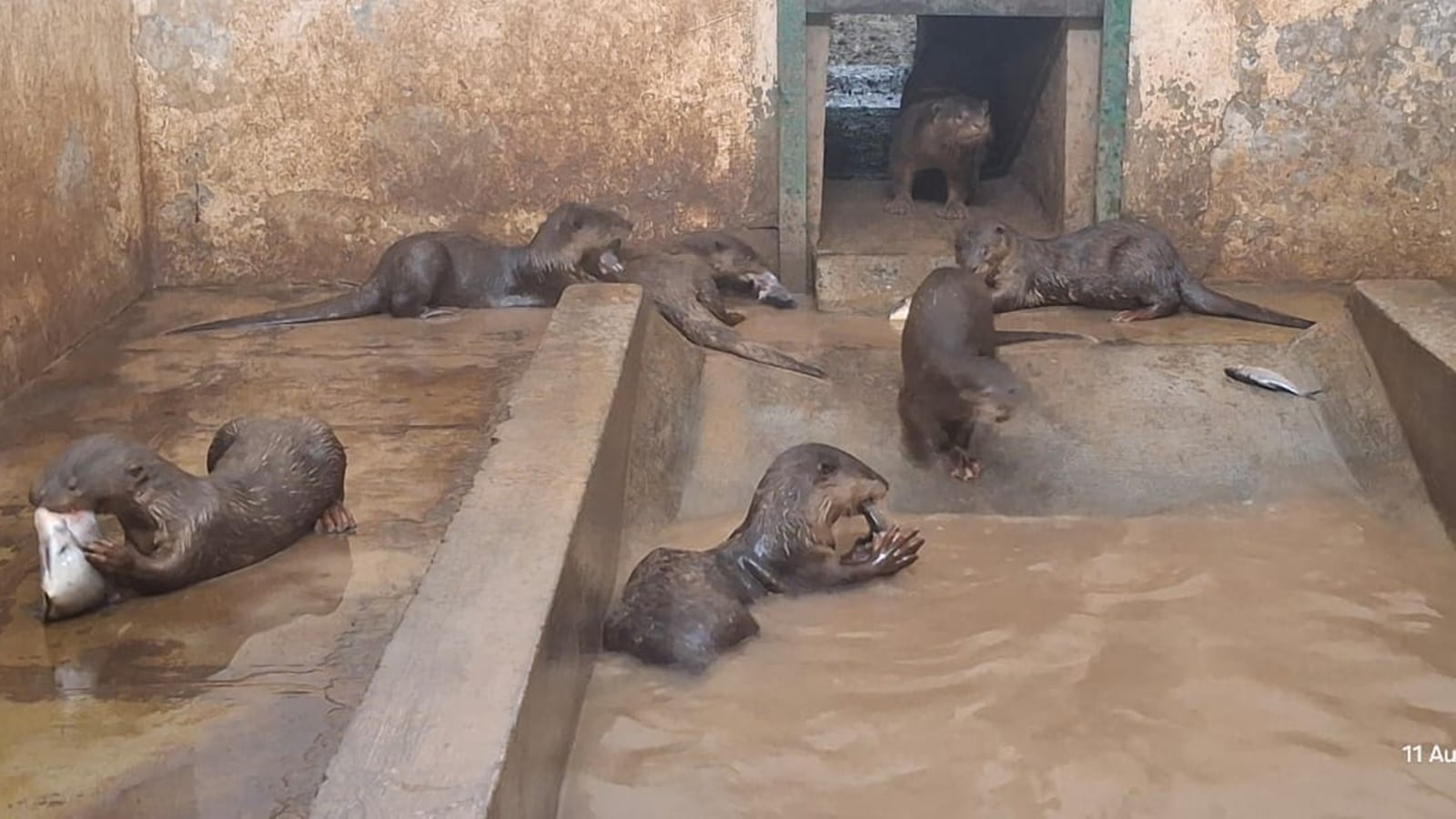 Choicest fish, secure travel cage: Pair of smooth-coated otters set off on 1,200-km journey to Delhi Zoo