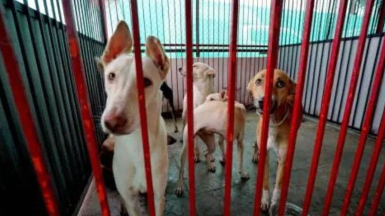 MCD identifies land to build stray dog shelters in Delhi following Supreme Court order