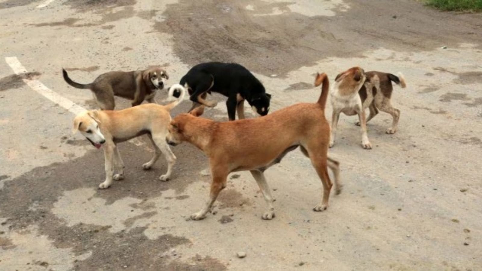 SC order shows path to free Delhi from fear of rabies, stray animals: Kapil Mishra