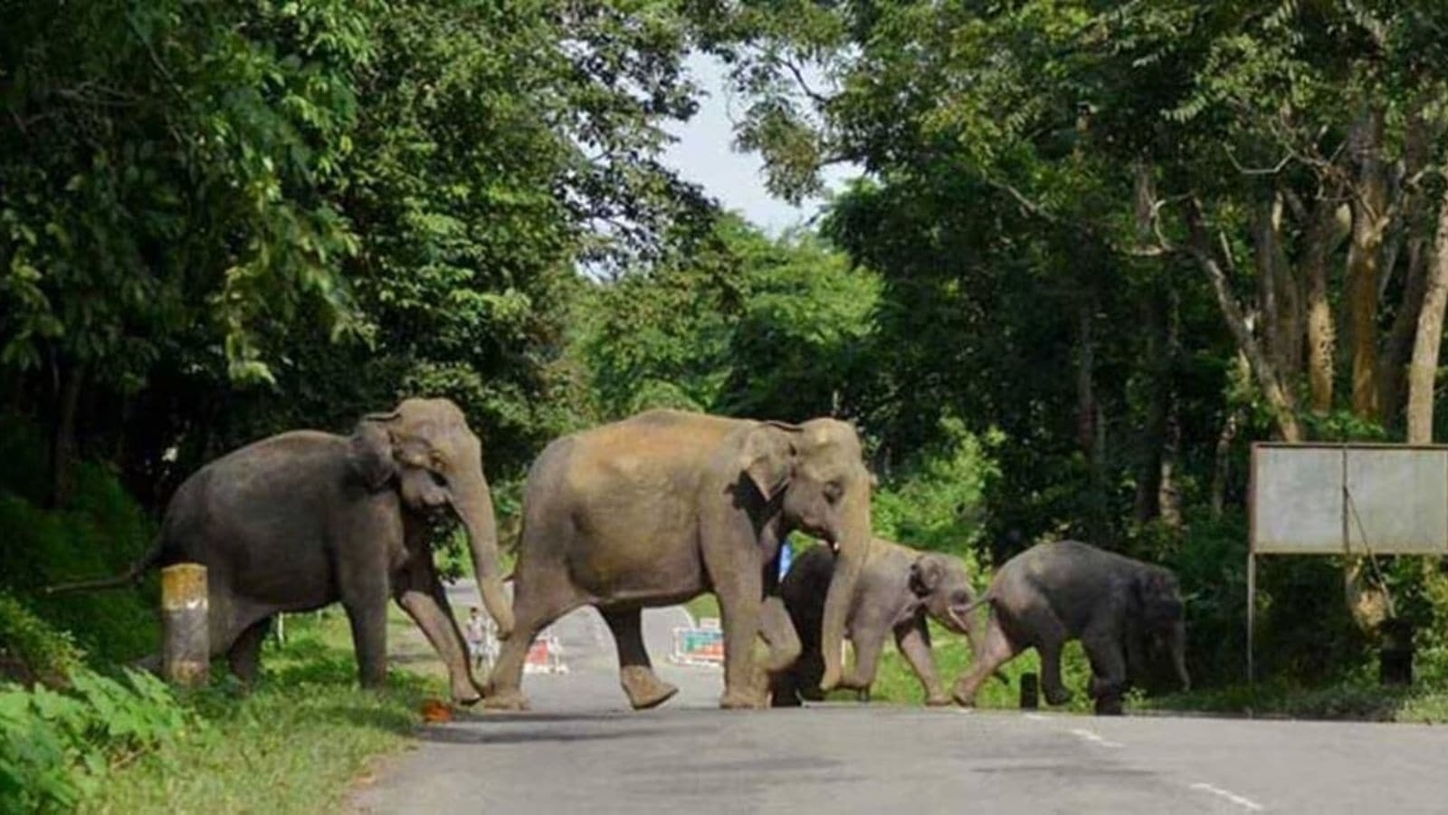 How the transfer of an elephant in Kolhapur led to a boycott of Jio