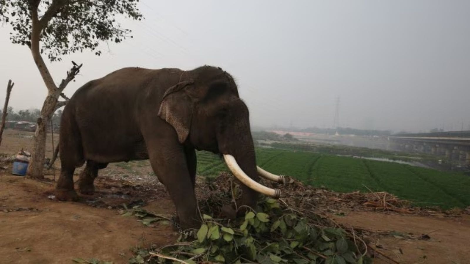 3 elephant tusks recovered from house at Tripura's Unakoti, suspect absconding