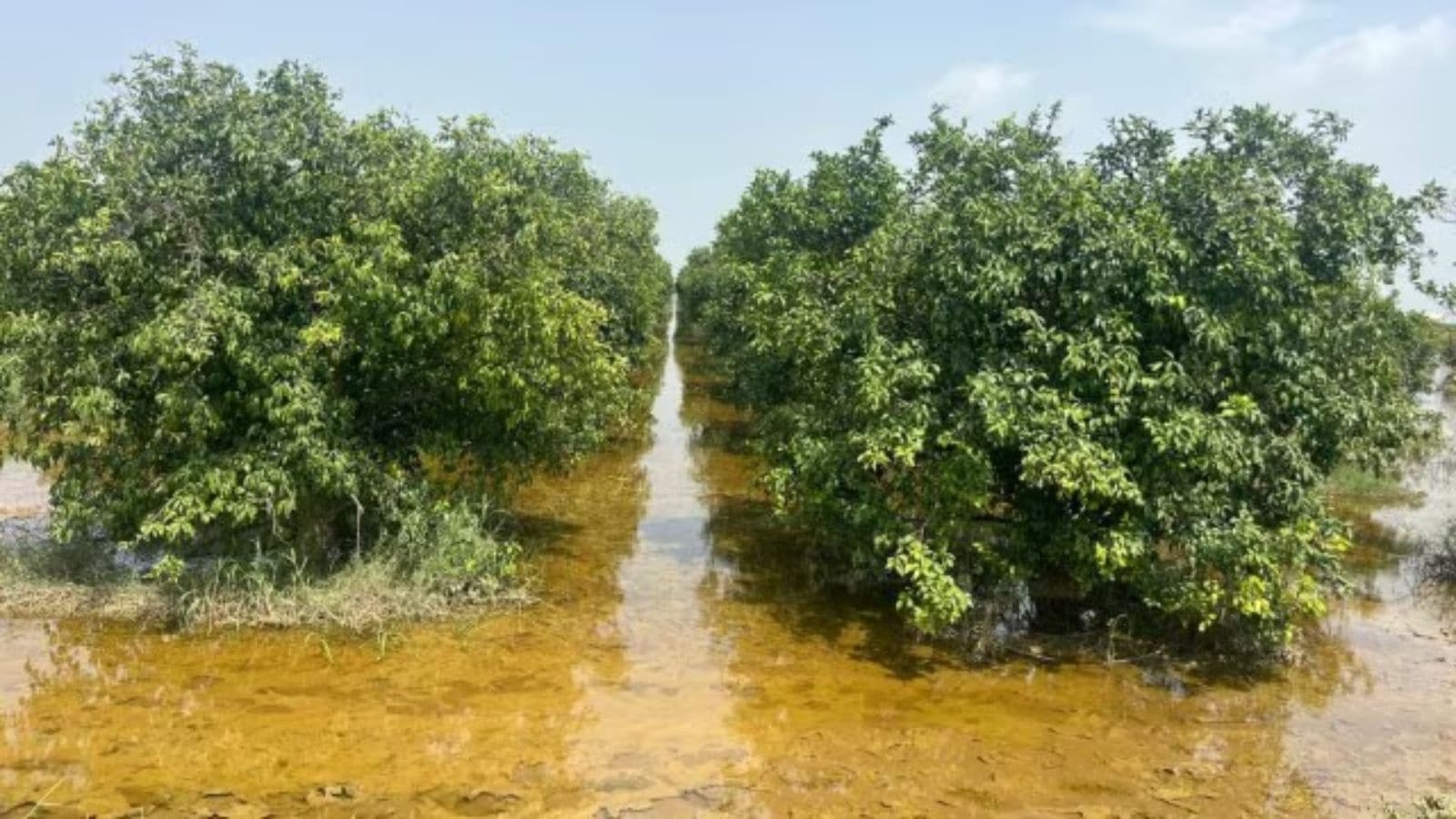 13 days and counting: Farmers in Punjab's Fazilka battle waterlogged fields, allege government apathy