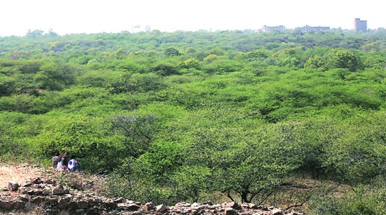Phase 1 design draft in place, Haryana moves forward with Aravali jungle safari project