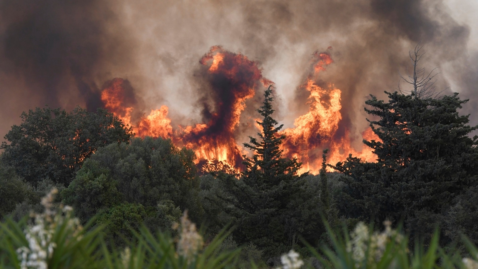 Parts of Europe burn as millions face record heat, temperature soars past 40 degrees Celsius