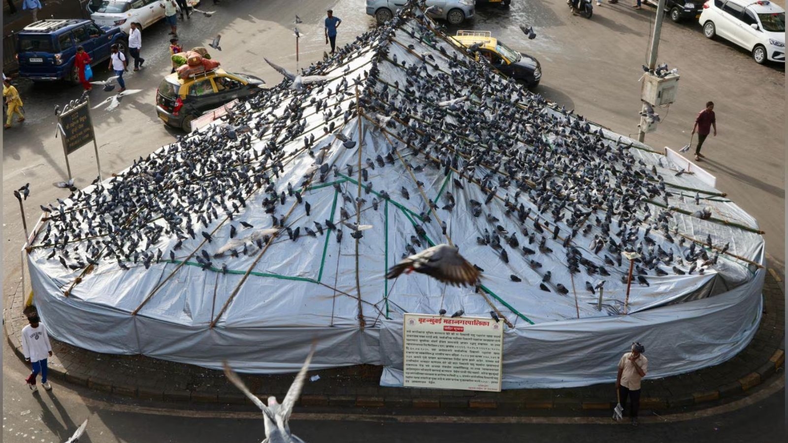 Fadnavis opposes immediate closure of Mumbai's kabutarkhanas, suggests curbs to mitigate health risks