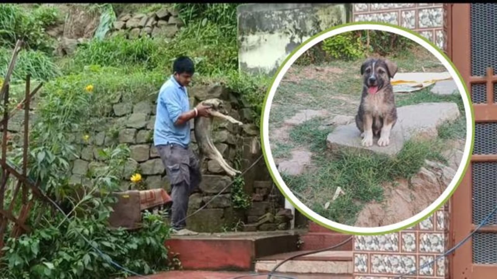 Mandi cloudbursts: Puppy who saved lives lauded in Assembly; substitute for warning system, says Congress MLA
