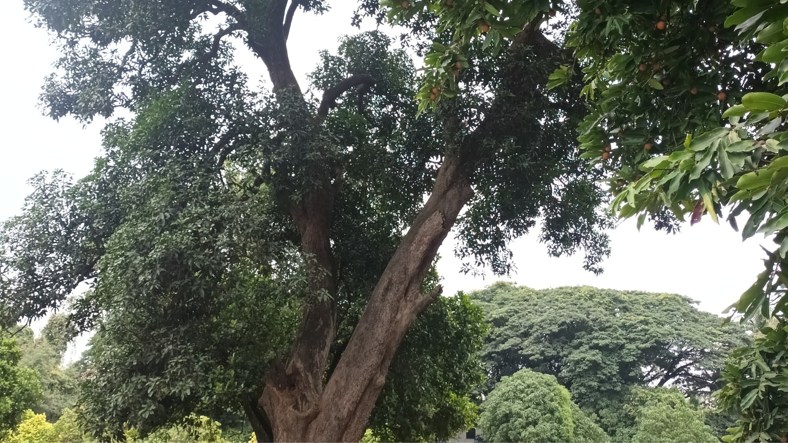 Hidden Stories: this historic garden rests in isolation in Pune's Aundh, yearning for visitors