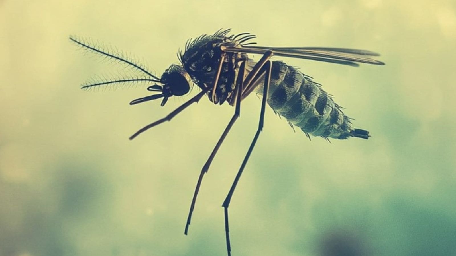 COMBAT dengue: India-EU science alliance takes aim at dengue in global health push