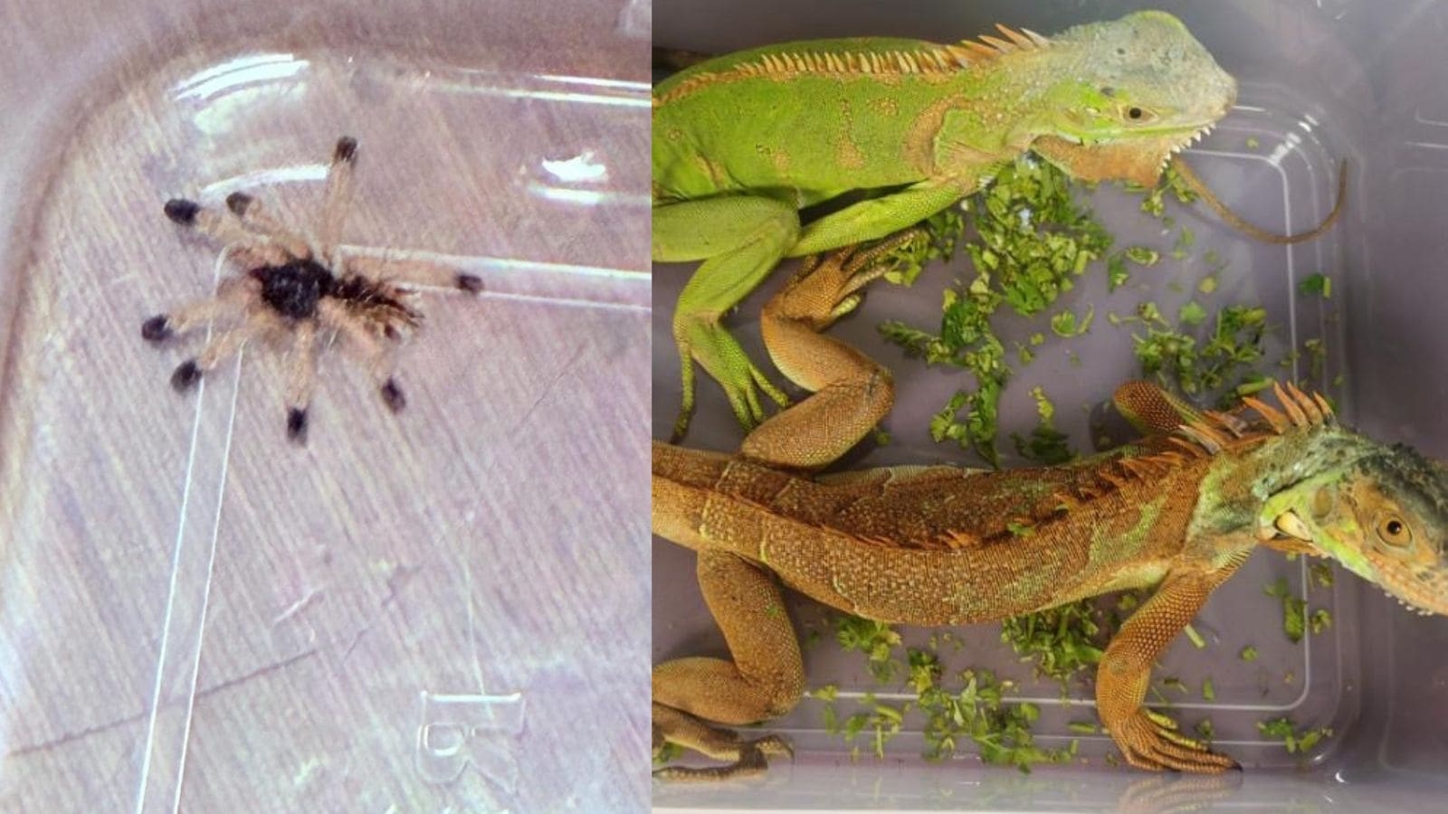 3 passengers from Bangkok held at Mumbai airport; drugs, exotic animals found in baggage