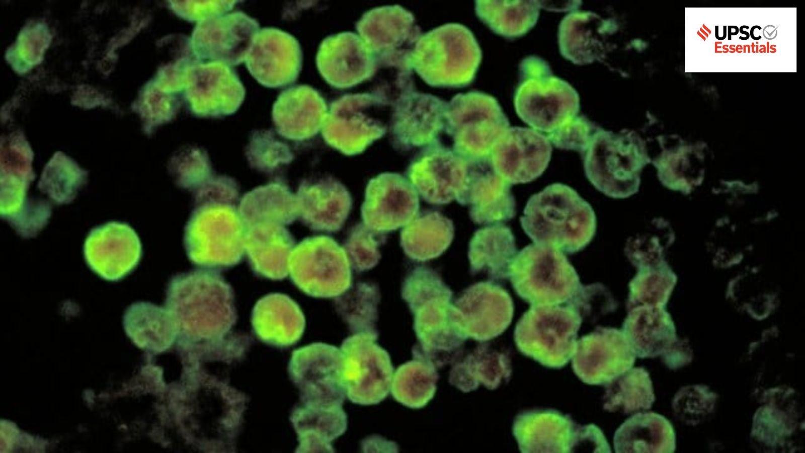 Daily subject-wise quiz : Science and Technology MCQs on primary amoebic meningoencephalitis, Microalgae and more (Week 124)