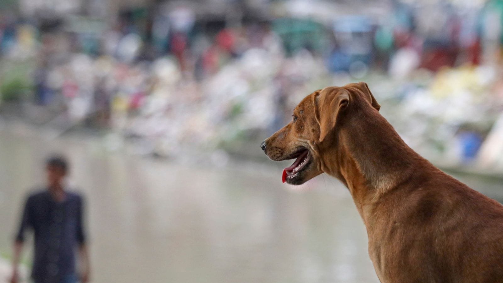 Extreme step: Noted lawyer-activist who fought against shooting stray dogs in Goa weighs in on Supreme Court order