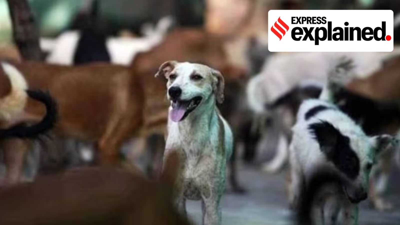‘8 lakh' strays, no govt shelters, Delhi has to redraw its plan