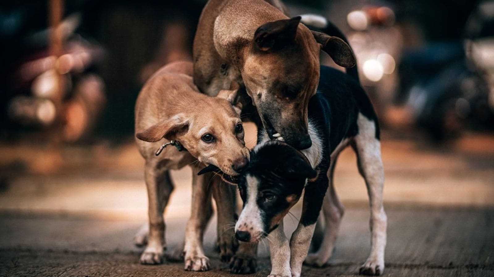 SC order on stray dogs: Voiceless souls not problems: Rahul, Priyanka; not tough to round up stray dogs, says Chidambaram