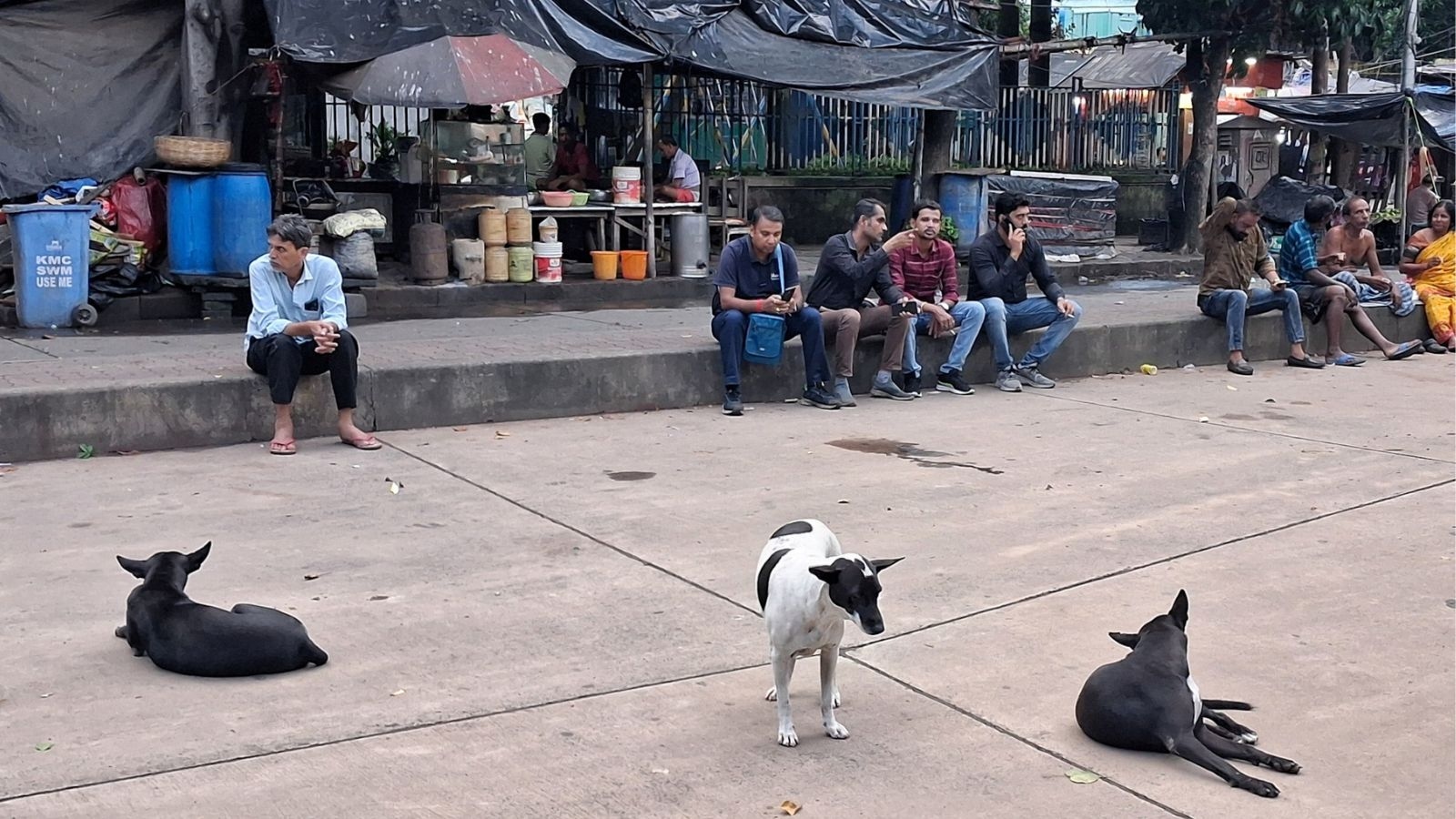 Kolkata Deputy Mayor blames ‘non-allocation of central funds' for stray dog issue: ‘Civic body manages with its own resources'