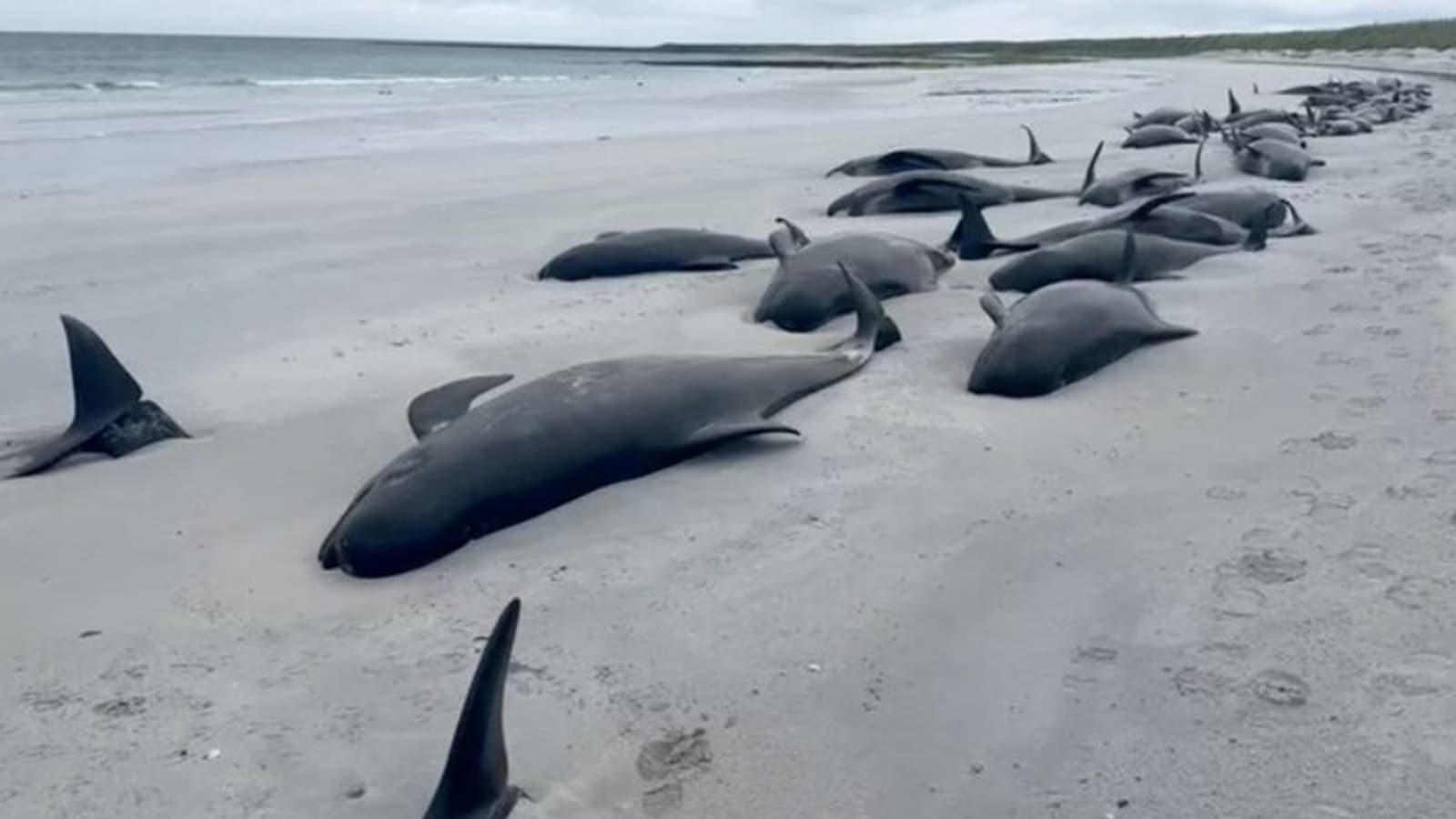 Whale strandings along India's southwest coast rose tenfold in past decade