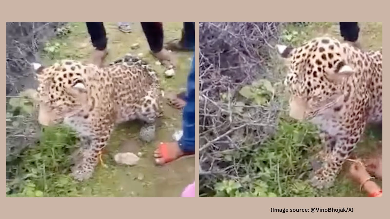 ‘Uncivilised': Rajasthan woman ties rakhi to leopard, viral video sparks outrage
