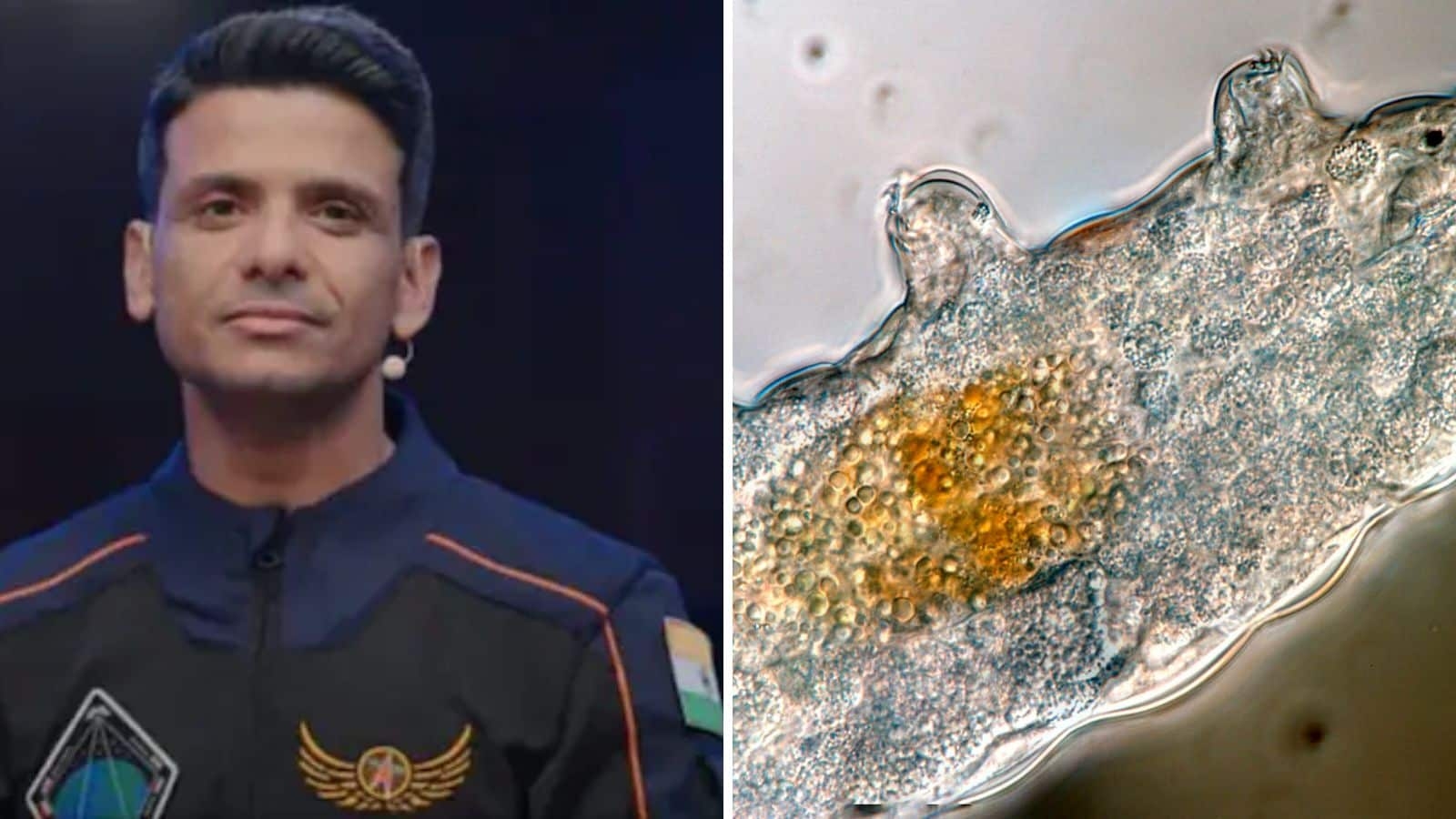 ‘Eight-Legged Water Bears' To Travel With Shubhanshu Shukla To ISS: What Are Tardigrades? Explained