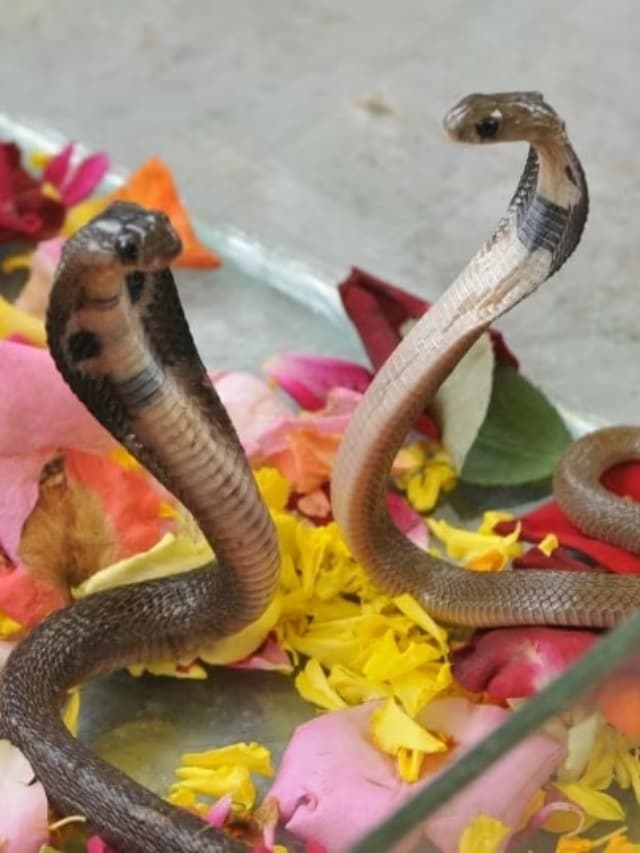 Nag Panchami 2025: Messages And Wishes To Share With Family And Loved Ones