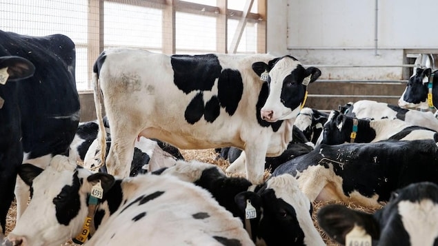 What the U.S. dairy industry really wants from Canada