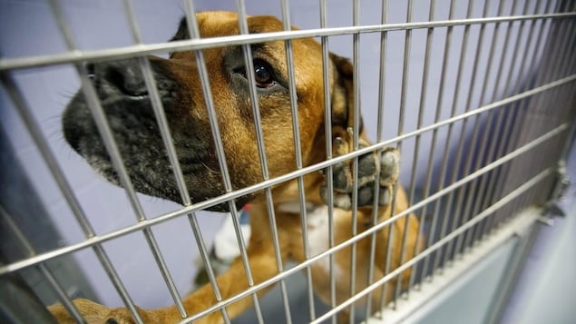 Some shelters are seeing more pet surrenders. They say the cost of living is a huge factor
