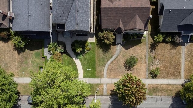 In a sea of brown lawns, why some natural gardeners are bringing messy back