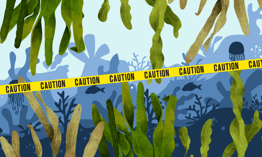 Caulerpa is threatening two of NZ's most vital industries – why isn't it a national pest yet?