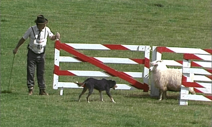 A Dog's Show is coming back – what classic NZ TV show should be next?