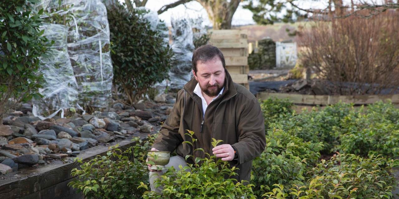 The Great Scottish Tea Swindle