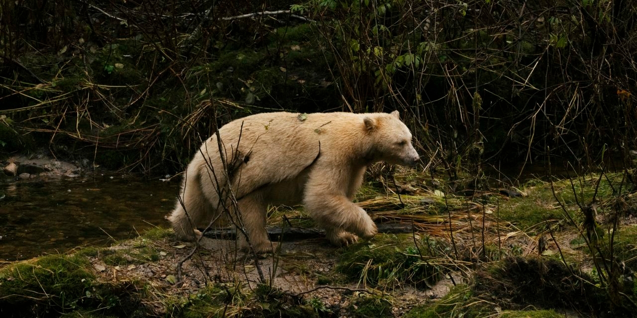 The Vanishing Bear That Still Draws a Crowd to Canada
