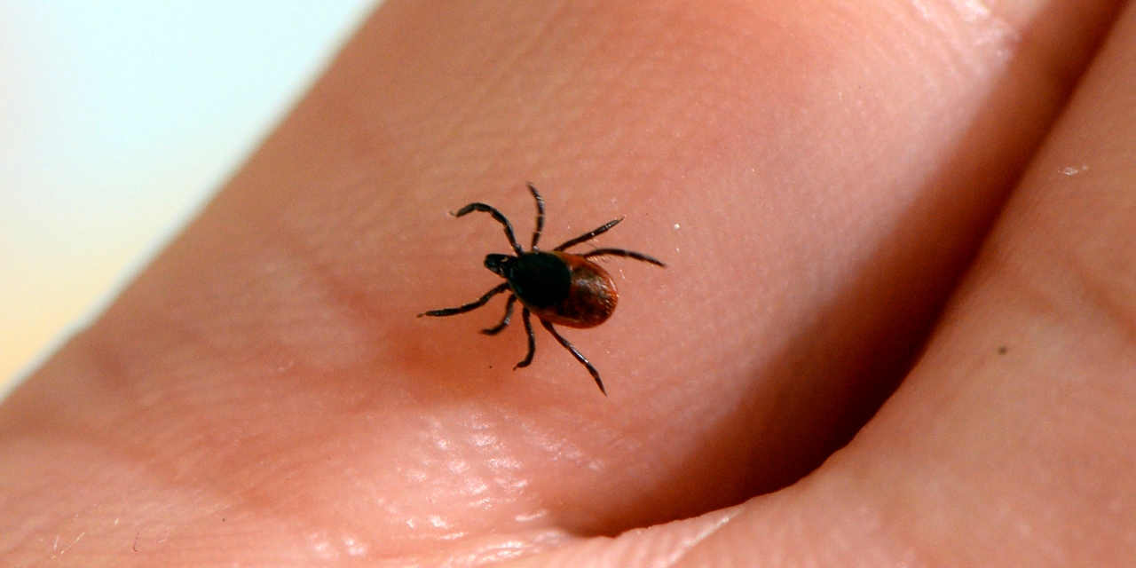 Chronic Lyme Disease Was Once Dismissed. More Doctors Are Coming Around.