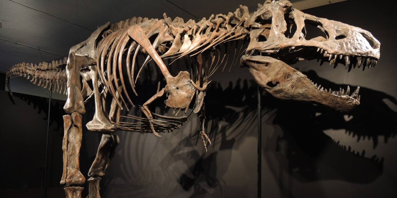 A Horse-Sized Dinosaur Paved the Way for T. Rex