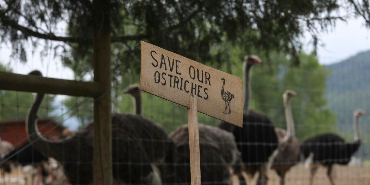 A Canadian Ostrich Culling Sparks an International Storm