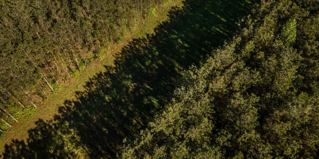 America's Top Logger Bets It Can Make Money Off Small, Crooked Trees