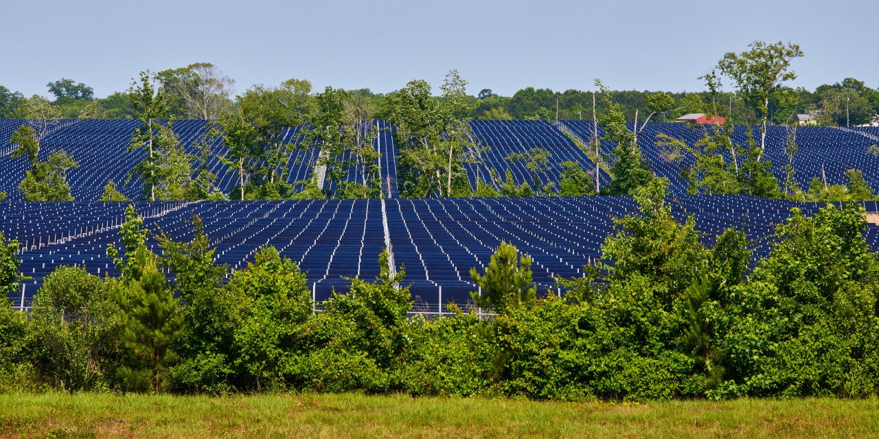The South Is Having Second Thoughts About Trading Pine Trees for Solar Panels