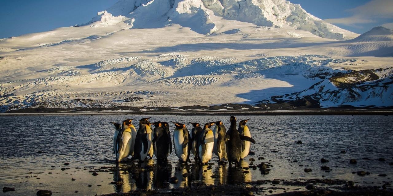 Trump's Tariffs Are Truly Global. Just Ask the Penguins of McDonald Islands.