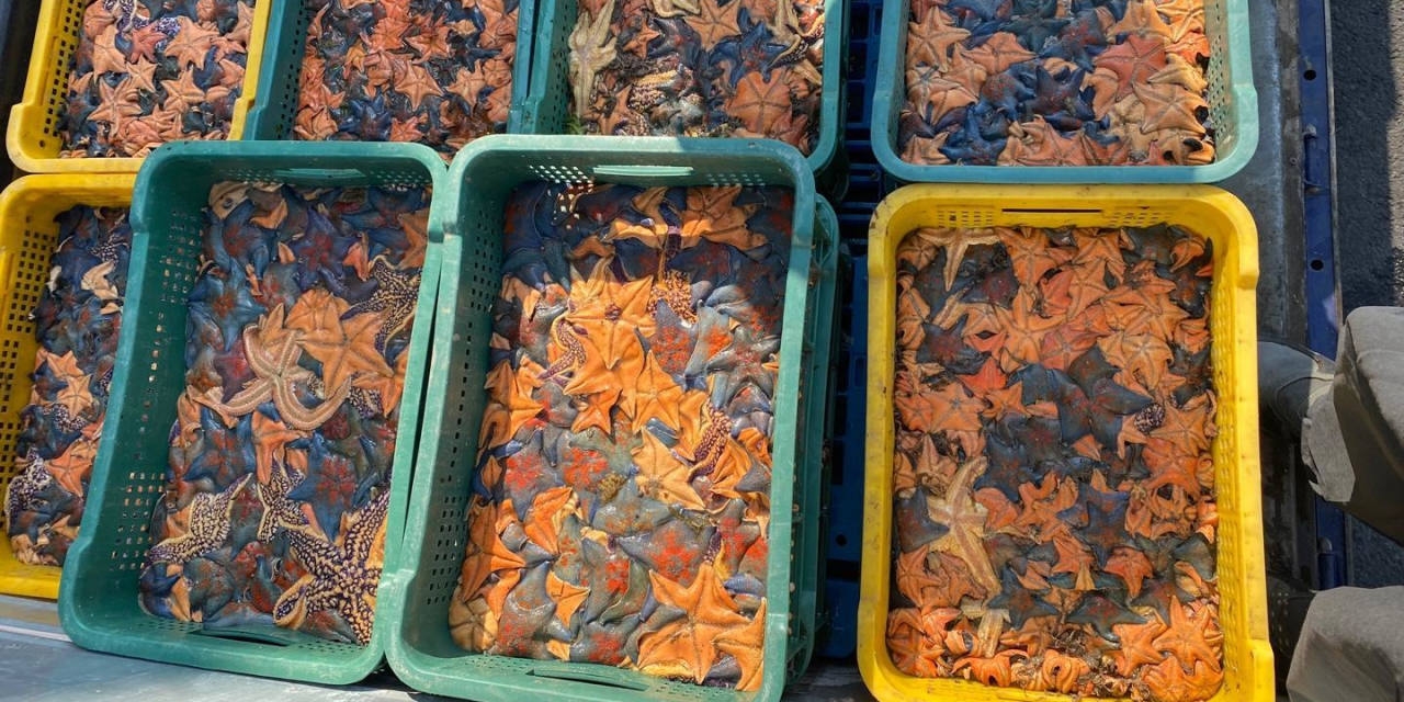 Korean Tech Company Uses Starfish Skeletons for Snow Removal