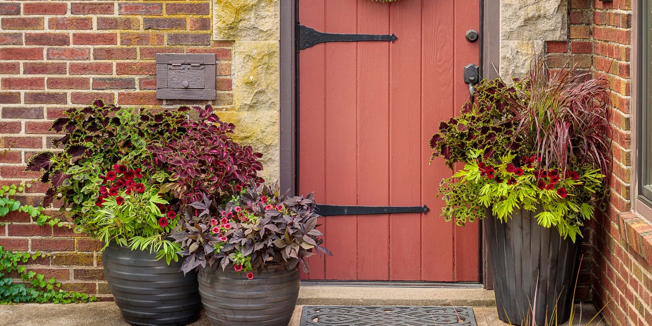 Spend $50 Now and Have Dramatic Plants by the Fourth of July