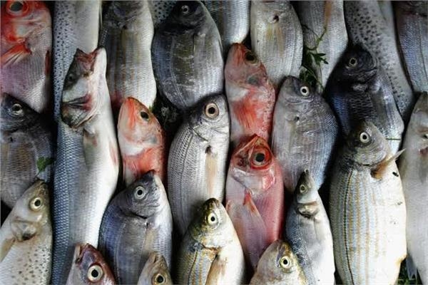 أسعار الأسماك اليوم الأربعاء 6 أغسطس في سوق العبور للجملة