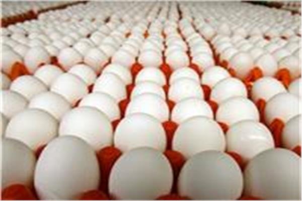 أسعار البيض اليوم الأربعاء 13 أغسطس