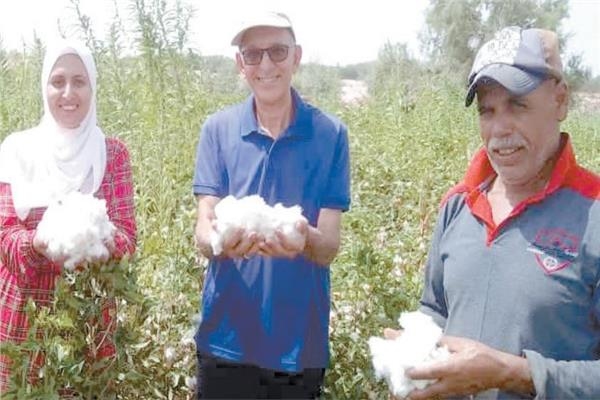 نجاح تجارب زراعة الذهب الأبيض بمدينة الطور