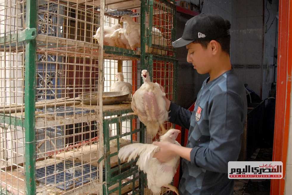 بعد آخر زيادة في سعر الفراخ البيضاء.. أسعار الدواجن اليوم الاثنين 16-6-2025 للمستهلك