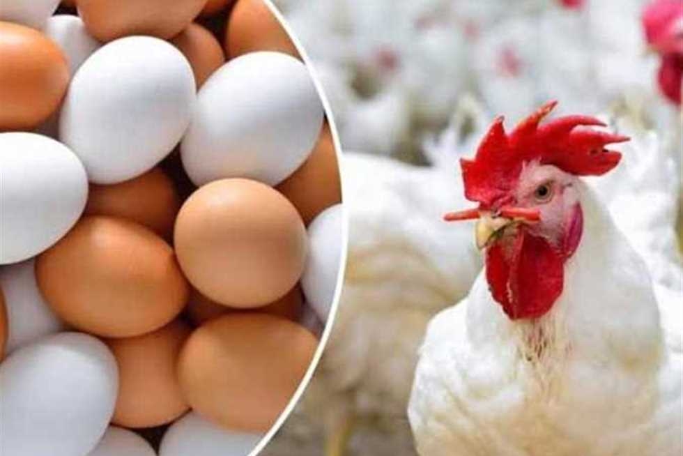 بكام الفراخ البيضاء؟ أسعار الدواجن والبيض في أسواق الشرقية الجمعة 27 يونيو 2025