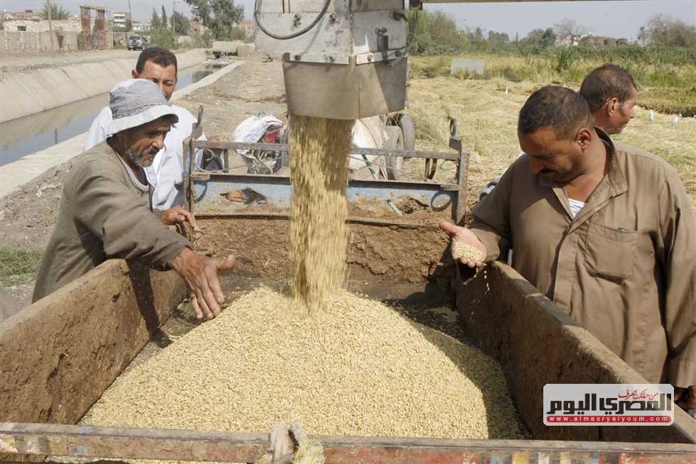 بكام طن الشعير؟ أسعار الأرز اليوم الجمعة 27 يونيو 2025 في أسواق الشرقية