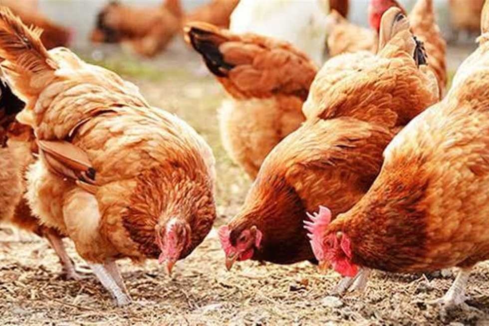 سعر الفراخ الساسو والبيضاء وكرتونة البيض بالأسواق اليوم الجمعة 11 يوليو 2025