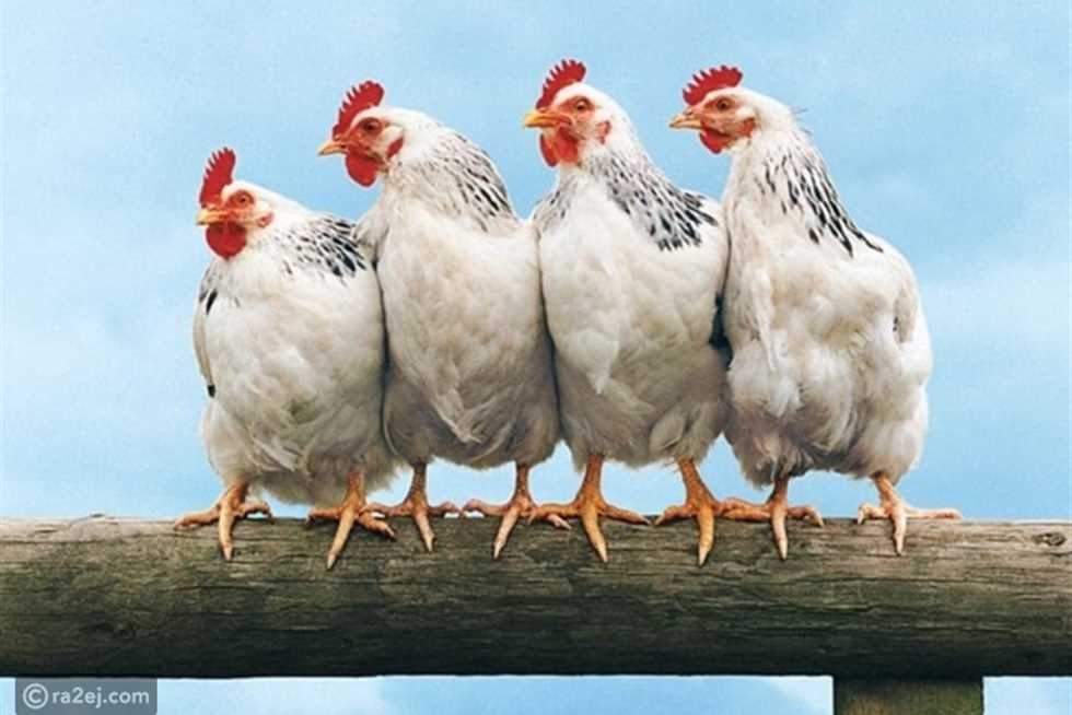 أسعار الفراخ اليوم الثلاثاء 15-7-2025 بعد الزيادة الجديدة وبورصة الدواجن الرئيسية الآن