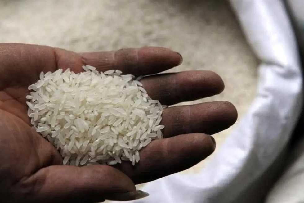 طن الشعير الآن.. سعر الأرز اليوم الثلاثاء 15 يوليو 2025 في الأسواق